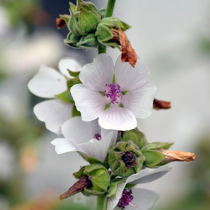 Rohtosalkoruusut - Althaea