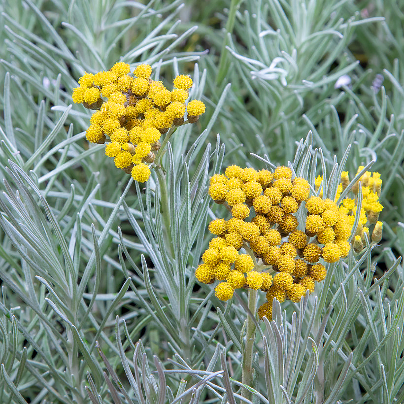 Helichrysum - olkikukat