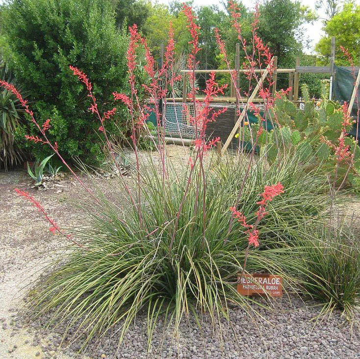Hesperaloe