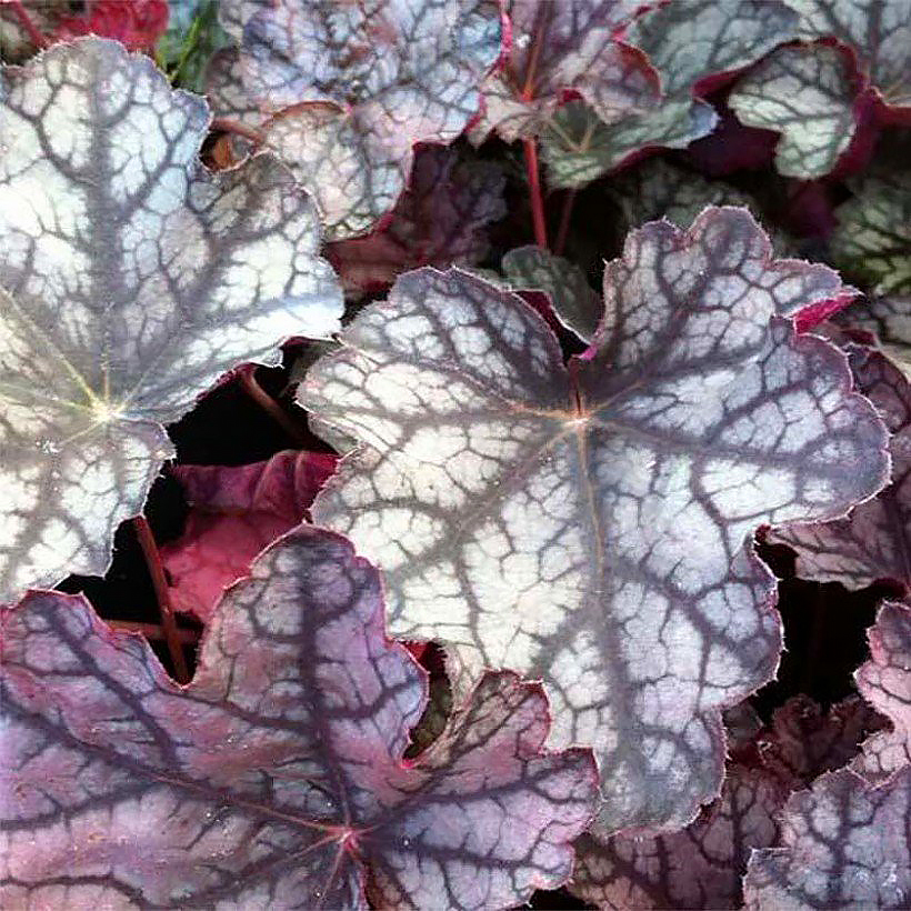 Keijunkukat - Heuchera