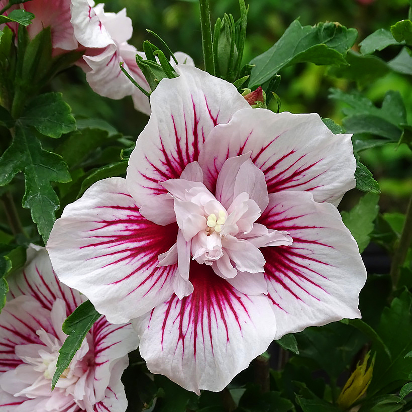 Hibiskukset