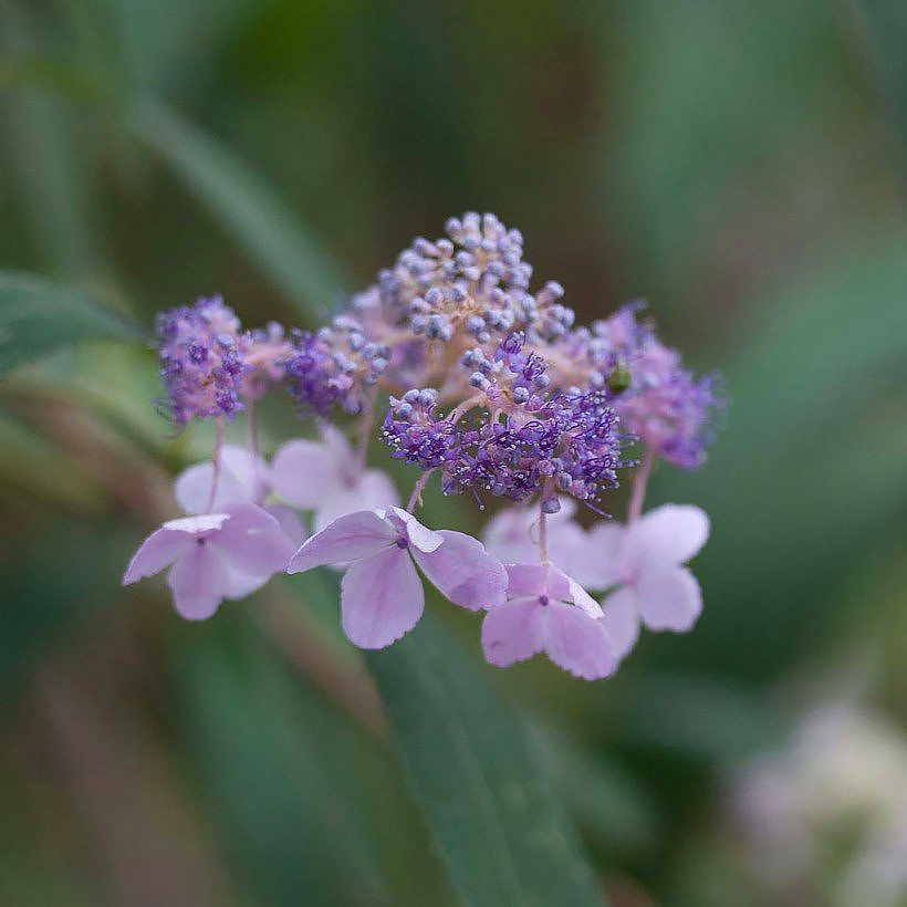 Kehtohortensia - Hydrangea involucrata