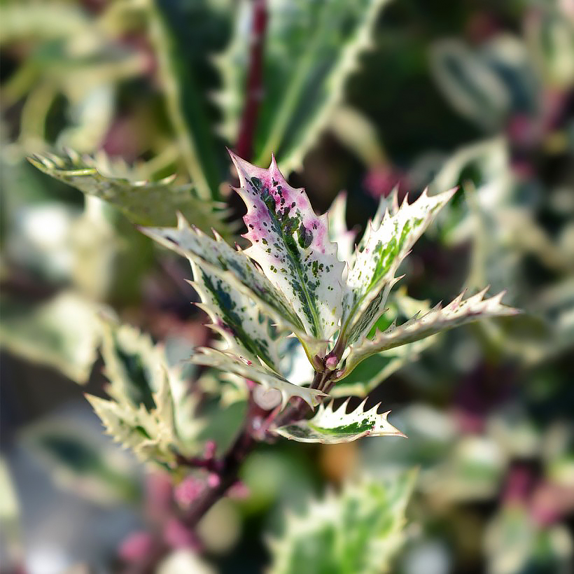 Orjanlaakeri (Ilex)