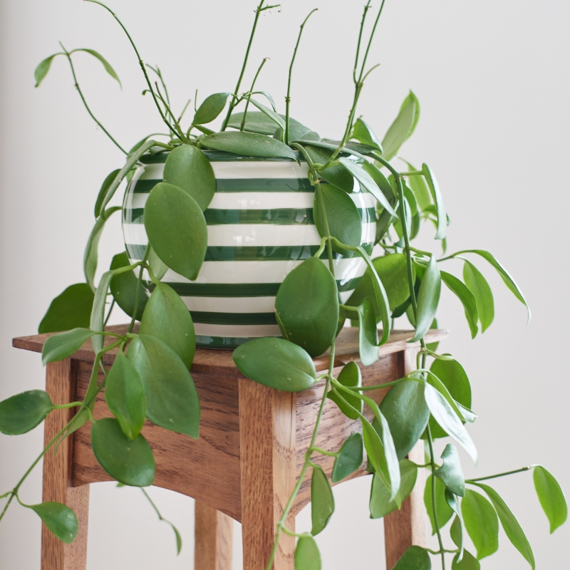 Hoya - posliinikukat