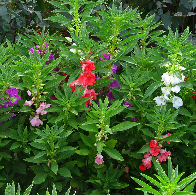 Monivuotiset palsamit - Impatiens