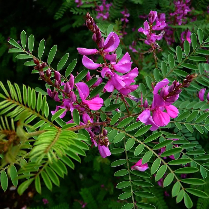 Indigot - Indigofera