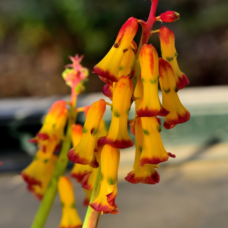 Lachenalia - pisarat
