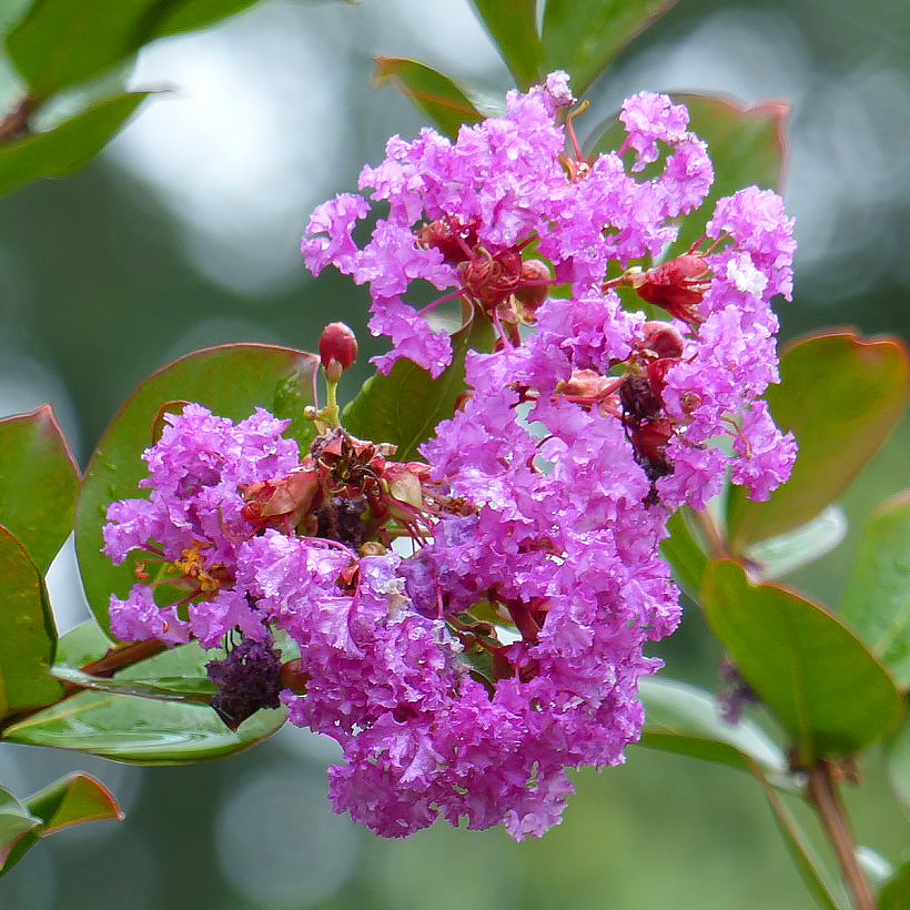Violetit ja malvanväriset kutriot