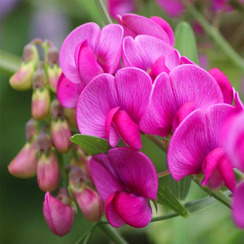 Lathyrus - Nätkelmä