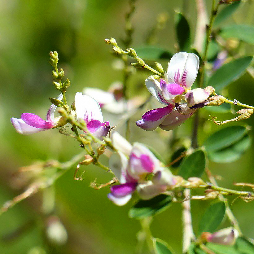 Lespedeza - pensasapilat