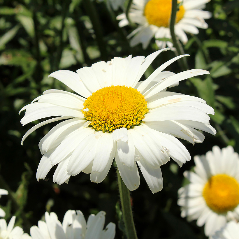 Leucanthemum - Päivänkakkarat