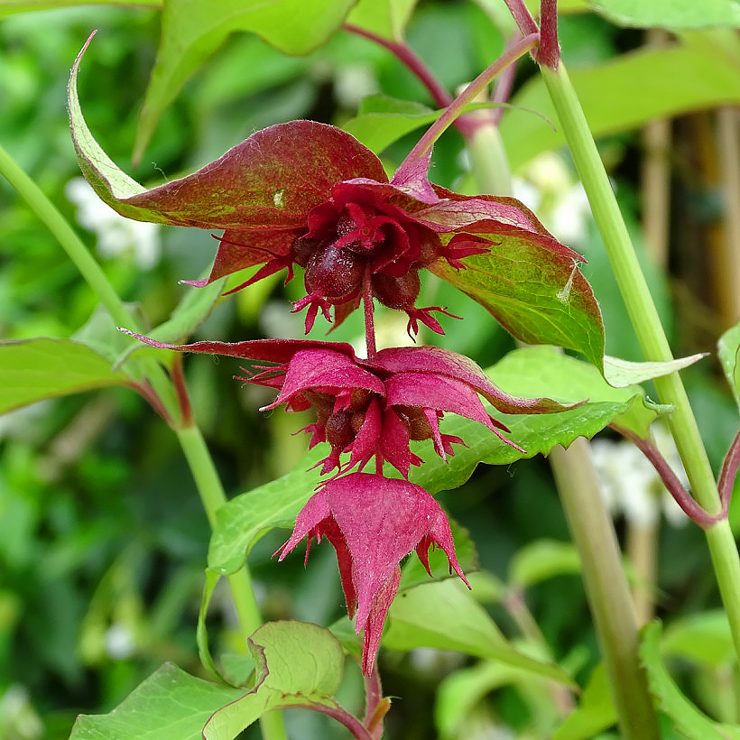 Leycesteria - tähkäkuusamat