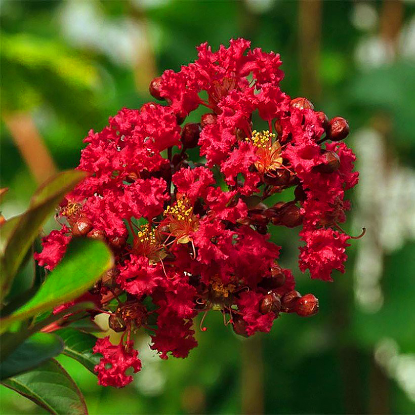 Kutriot - Lagerstroemia