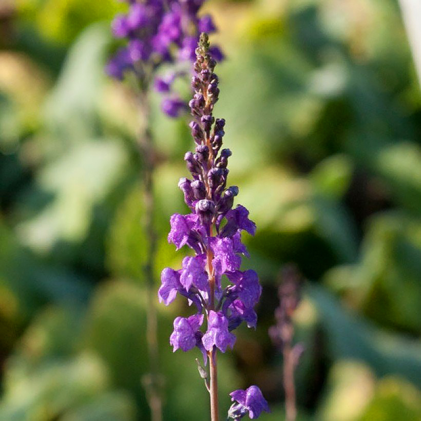 Linaria - Kannusruohot