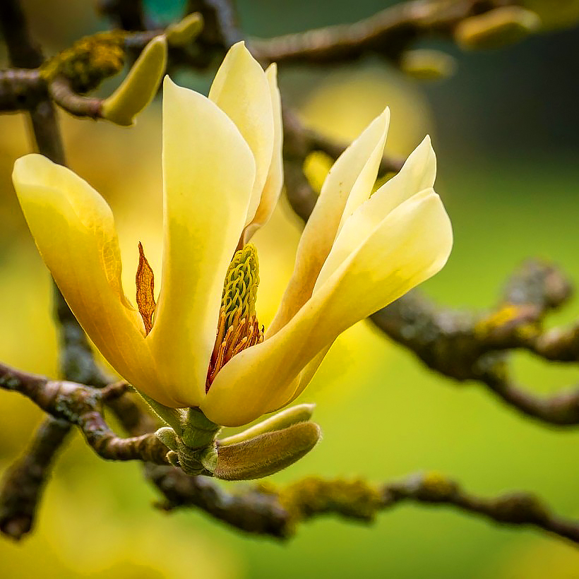 Keltakukkaiset magnoliat