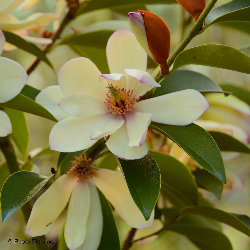 Magnoliat