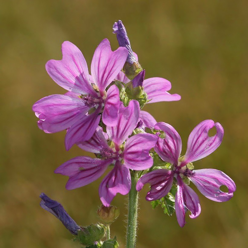Malva - Malvat