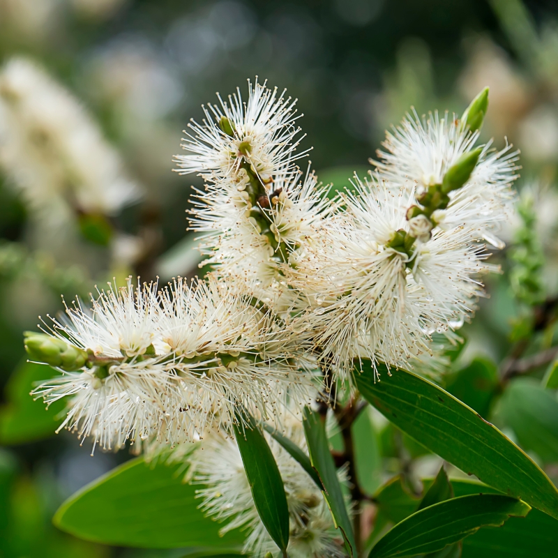 Kaarnamyrtit