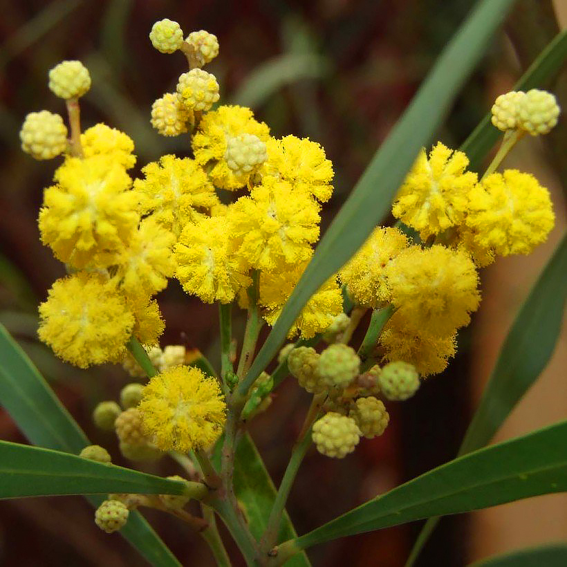 Mimosa - hopea-akaasia