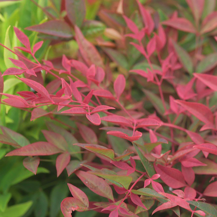 Nandina - nandinat