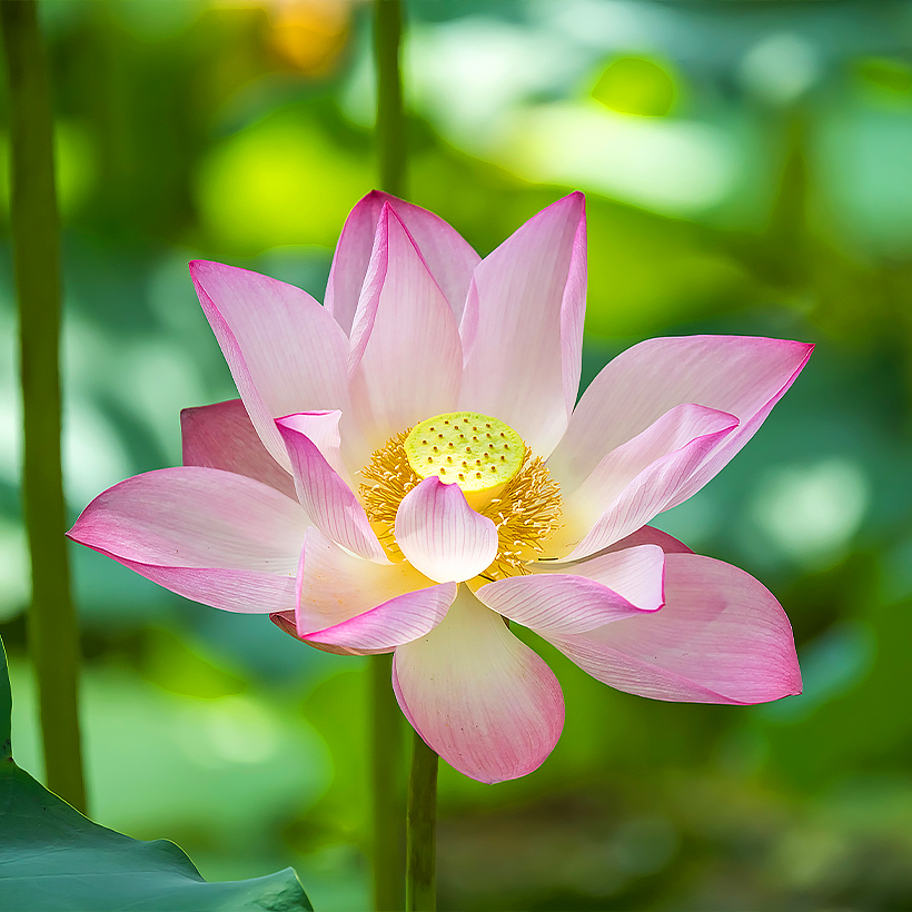 Nelumbo - Lootus