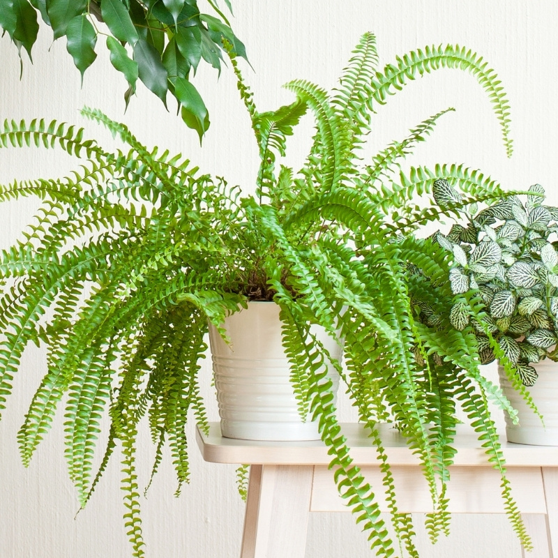 Nephrolepis - sulkasaniaiset