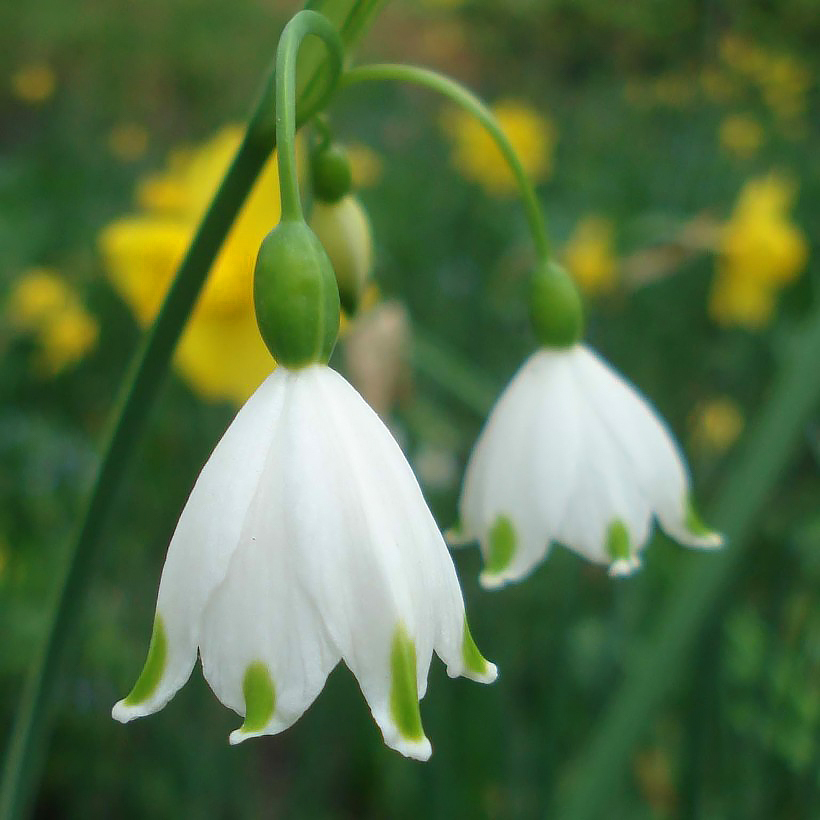 Nivéoles - Leucojum