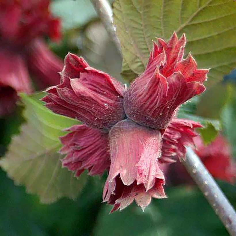 Pähkinäpensaat - Corylus