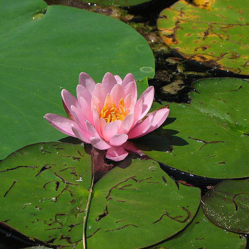 Lumpeet - Nymphaea