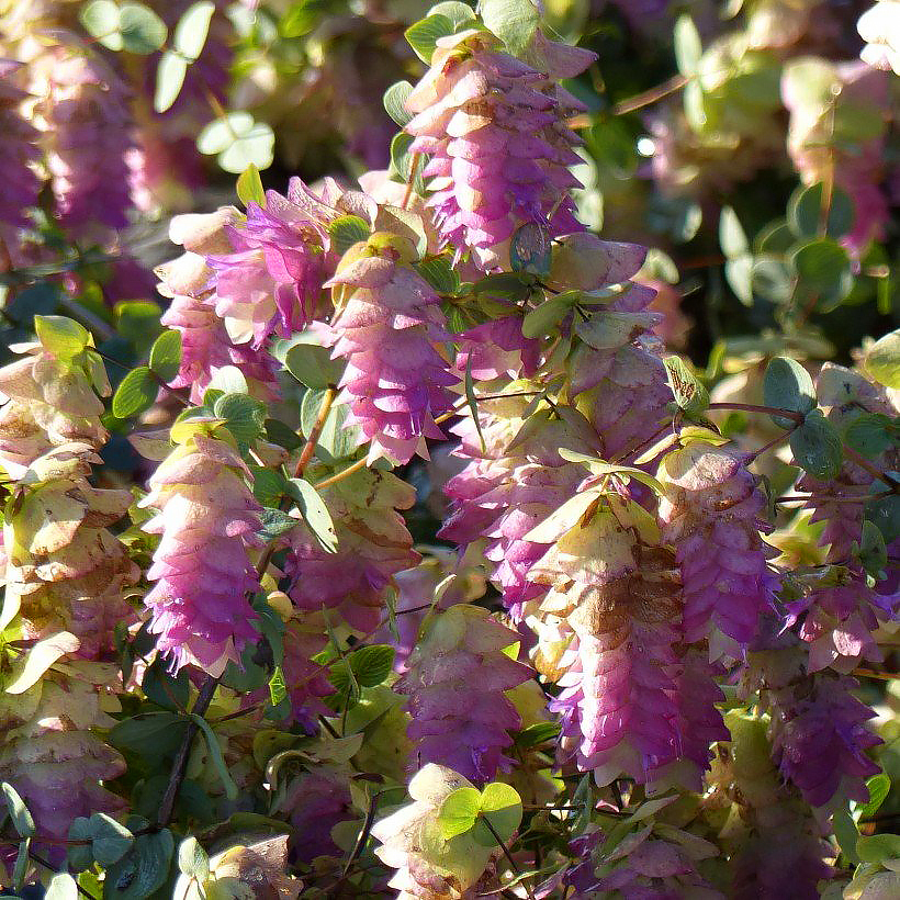 Meirami - Origanum