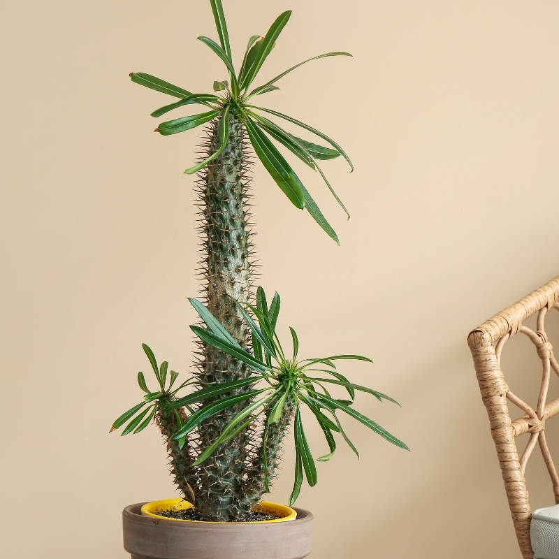 Pachypodium - paksujalat