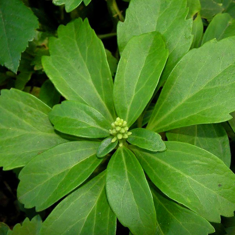 Varjoyrtti