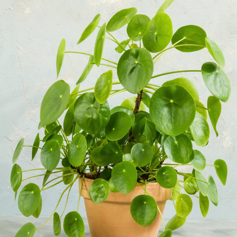 Piileat