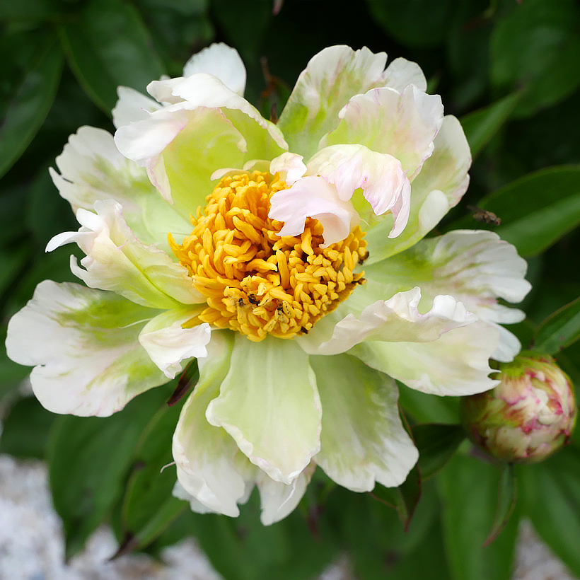 Pioni - Paeonia