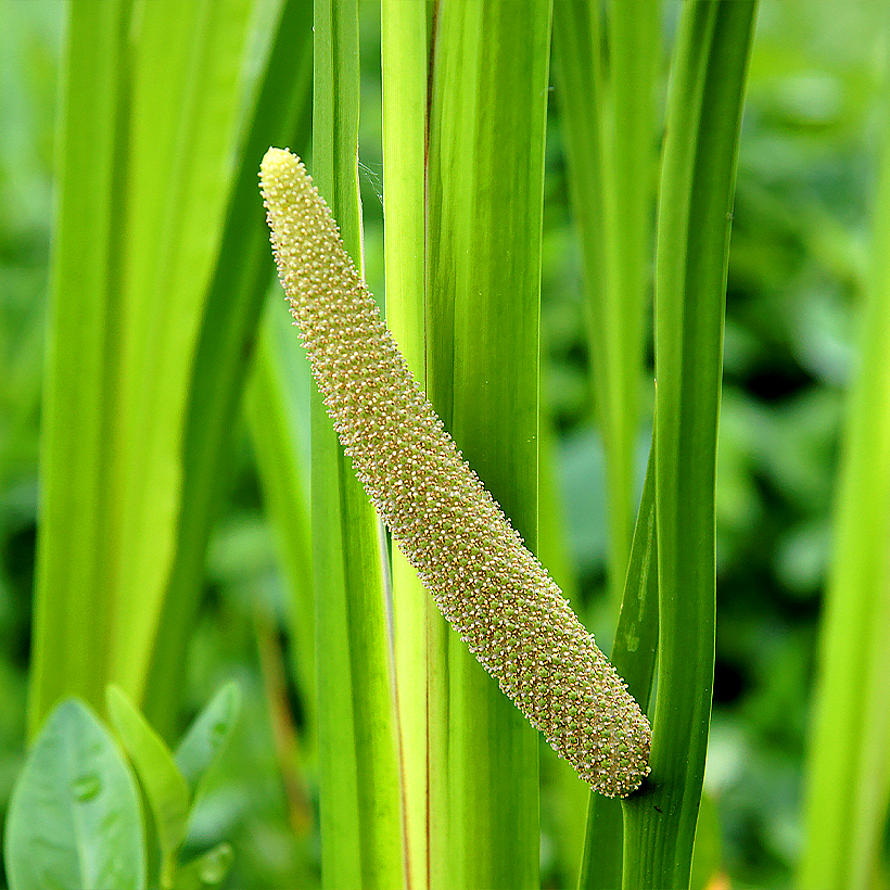 Vesikasvit 0–5 cm veden alla