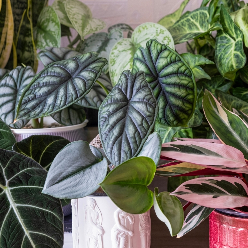 Plantes d'intérieur pour l'ombre
