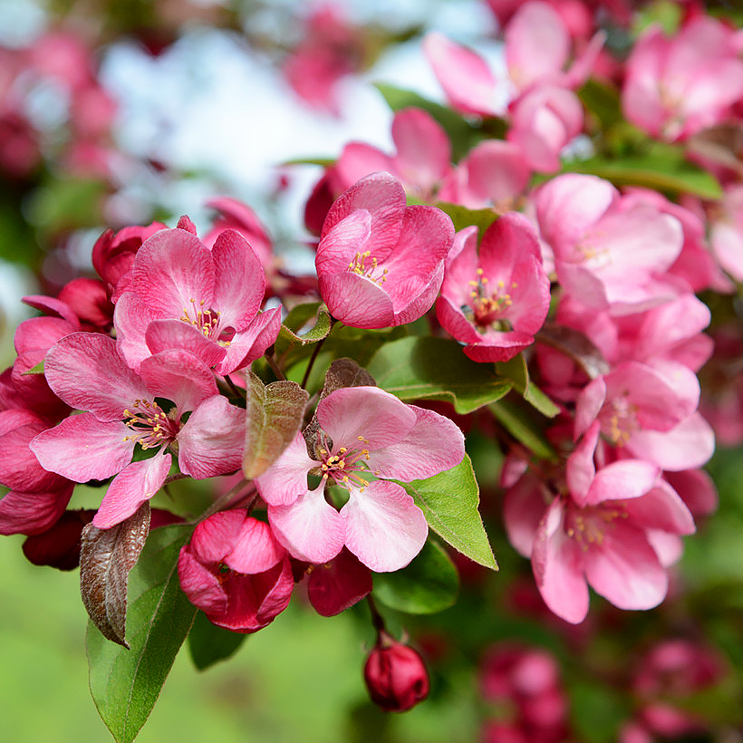 Koristeomenapuut - Malus