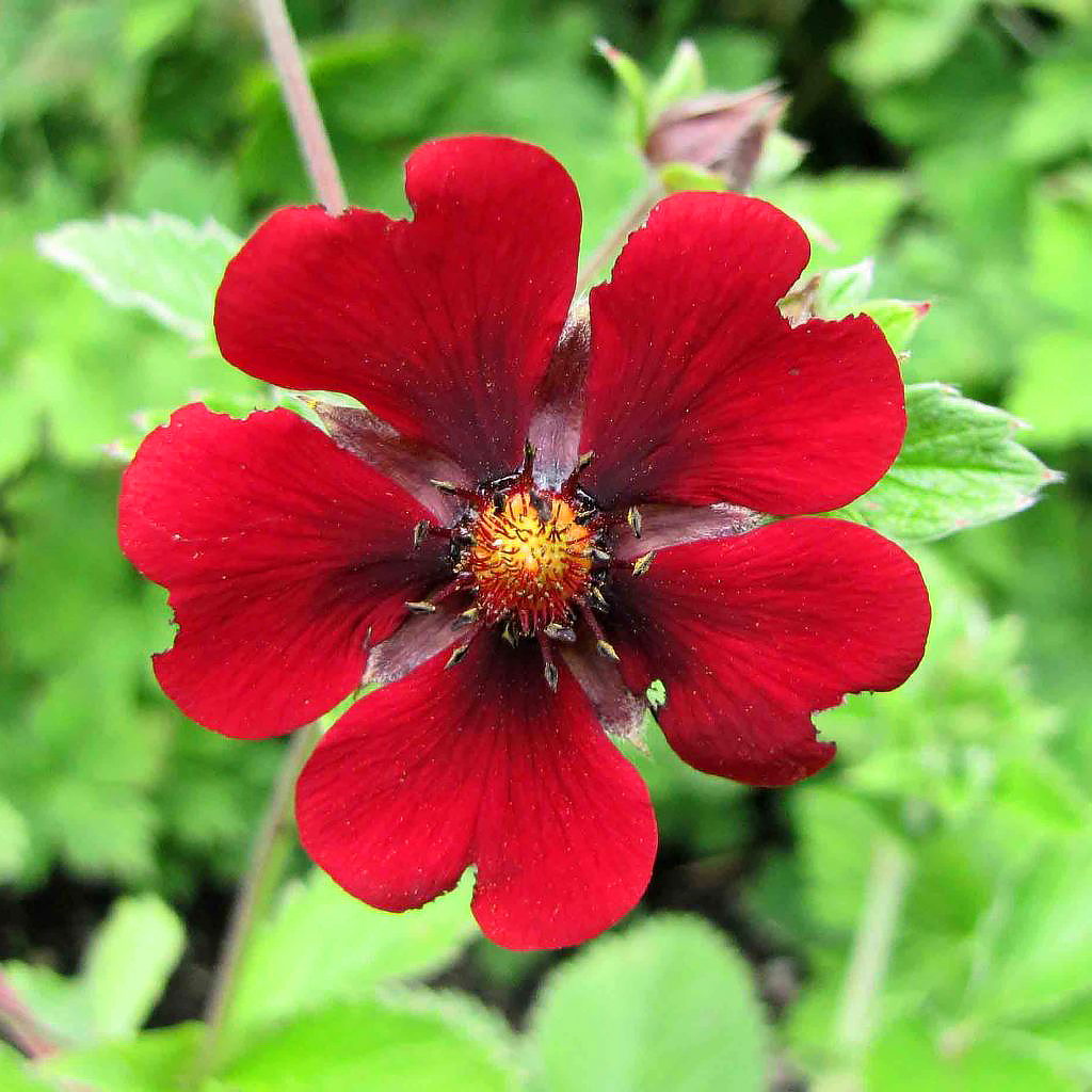 Punakukkaiset pensashanhikit