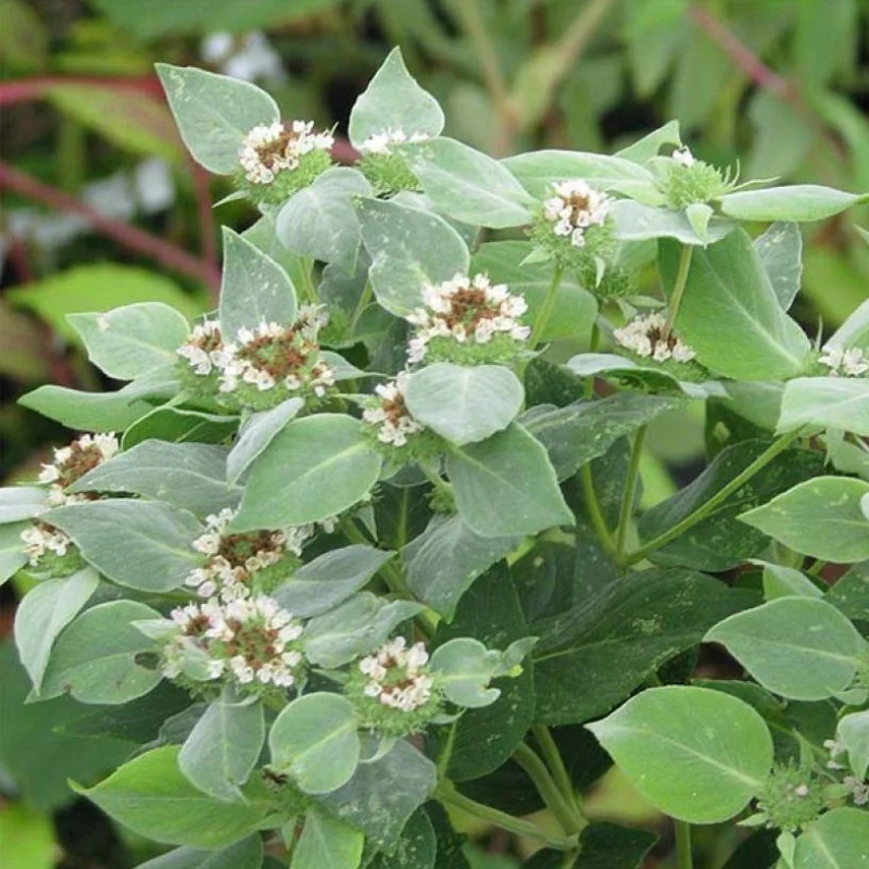 Pycnanthemum - vuorimintut
