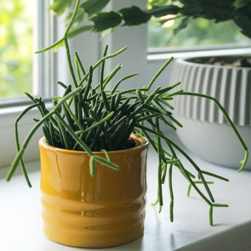 Rhipsalis - korallikaktukset