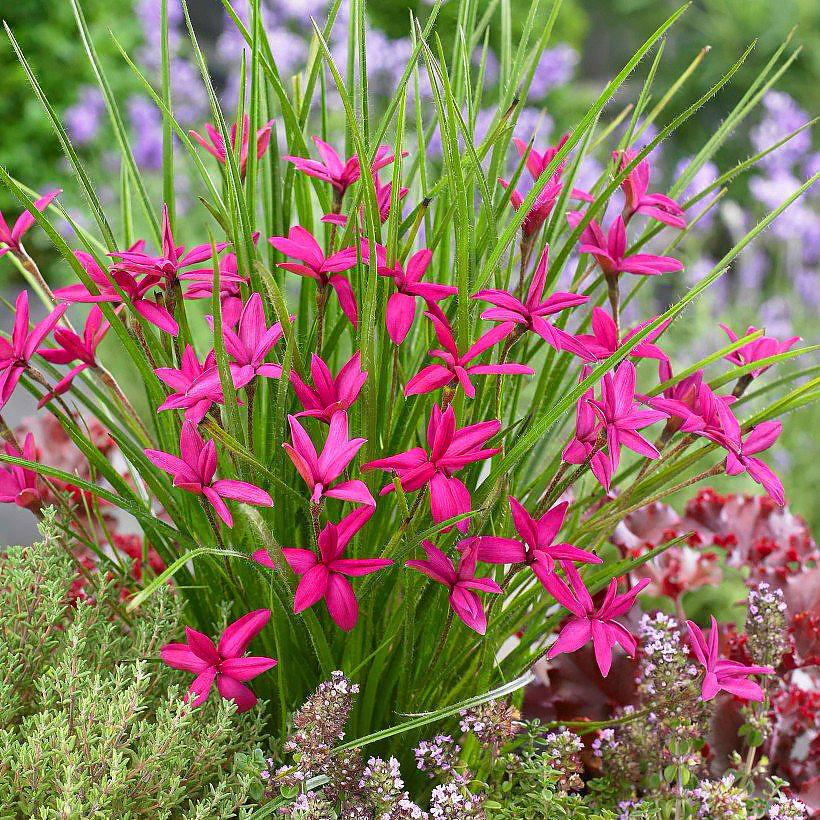 Rhodohypoxis - Rhodohypoxides
