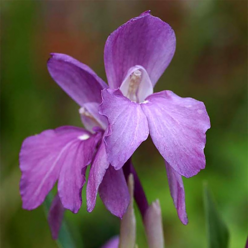 Roscoea - Gingembres orchidées