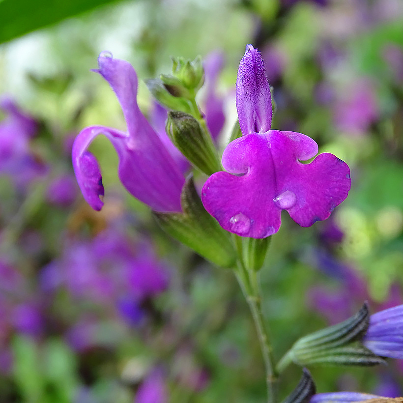 Violettikukkaiset pensasmaiset salviat