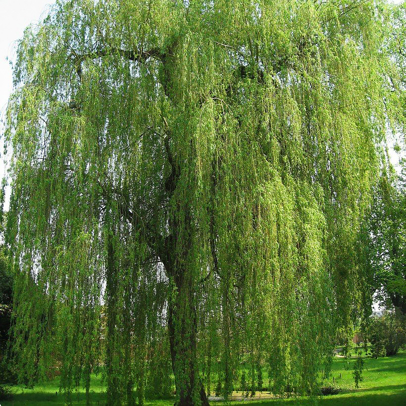 Pajut - Salix