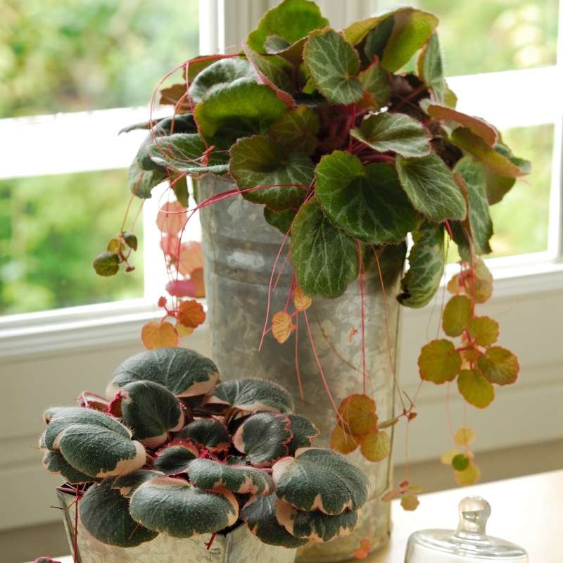 Rikot huonekasveina - Saxifraga
