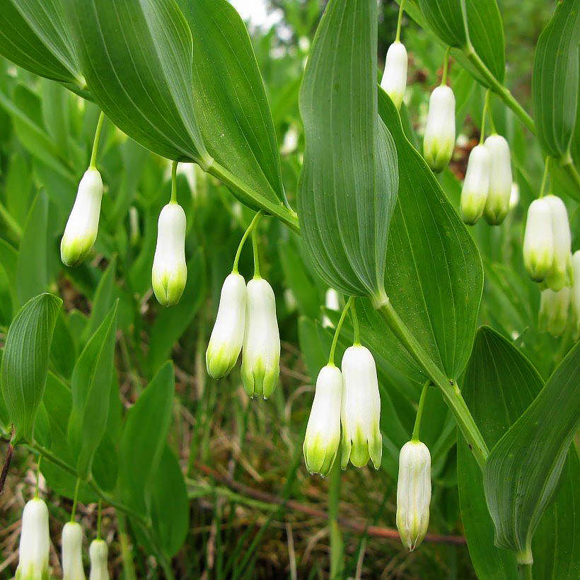 Kalliokielot