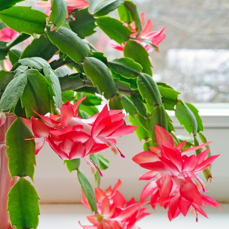 Schlumbergera - talvikaktukset