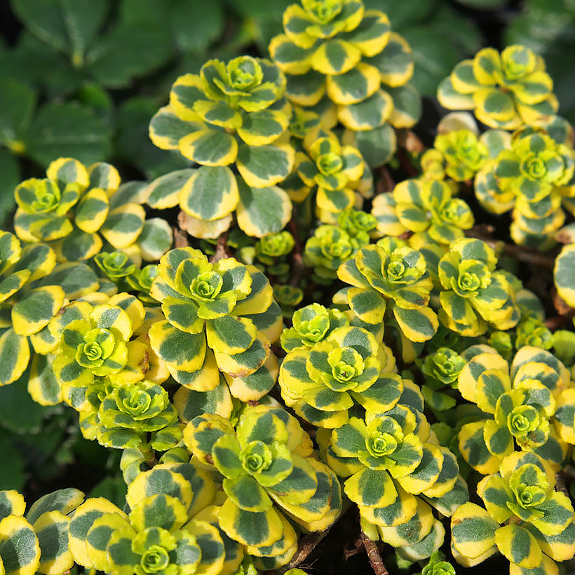 Sedum - Maksaruohot