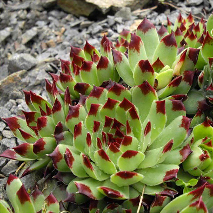 Sempervivum - Mehitähdet