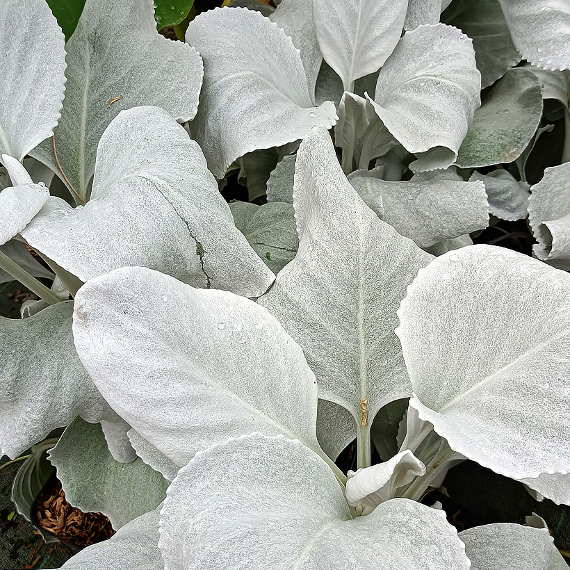 Senecio - villakot
